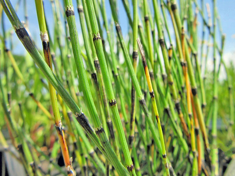 Zwergschachtelhalm - Equisetum scirpoides